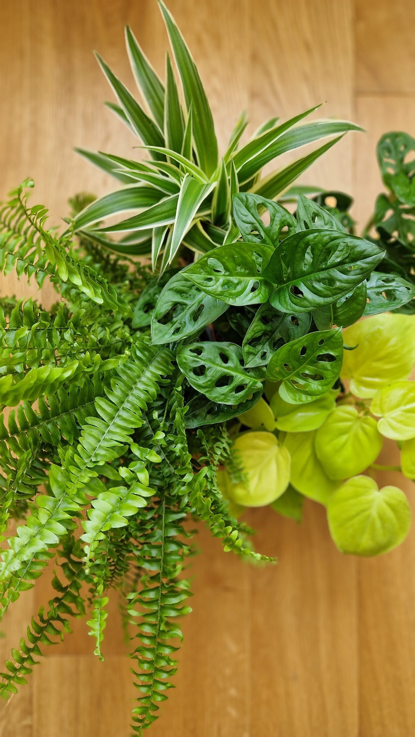 Composition de plantes d'intérieur