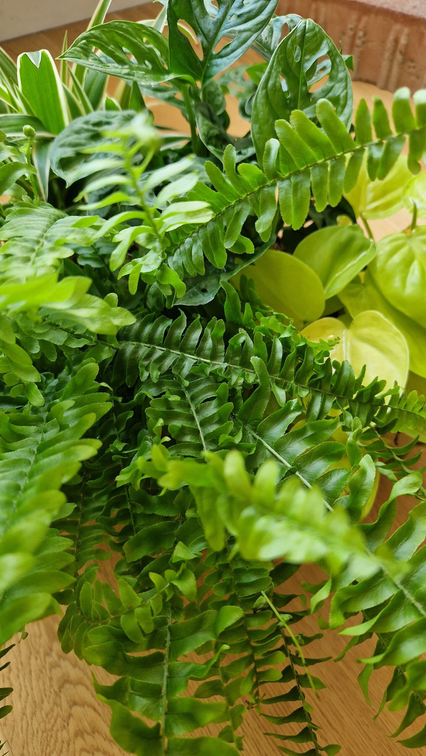 Gros plan sur composition de plantes d'intérieur