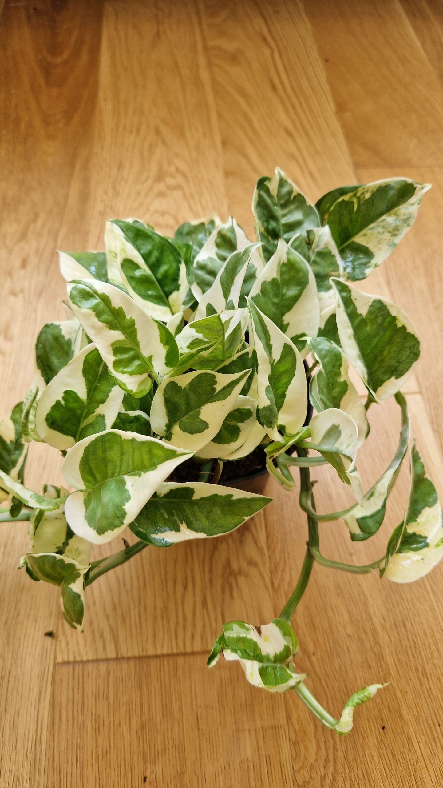 philodendron