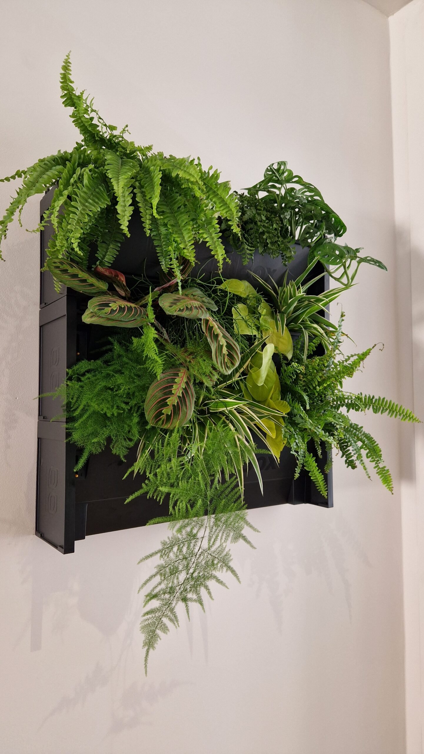 Fougère verte, plante d'intérieur pour mur végétal - Andréa Reverdit Lyon