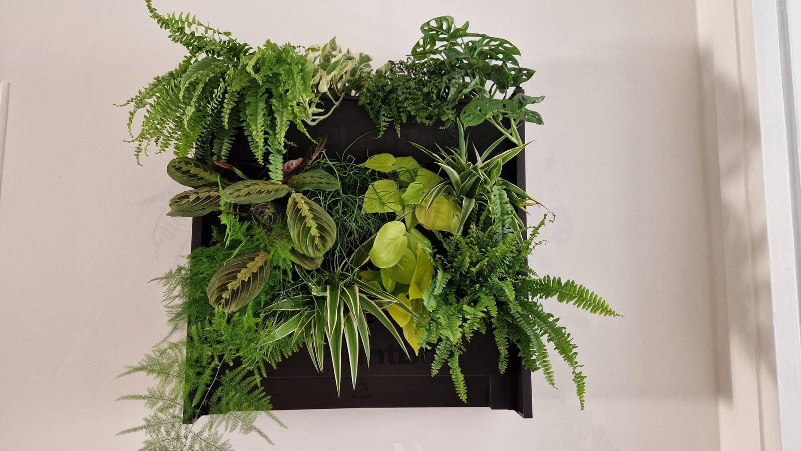 Cadre végétal mural complet avec fougères et plantes variées - Andréa Reverdit Lyon
